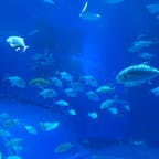 沖縄の美ら海水族館