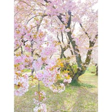 #東京
#茗荷谷
#小石川植物園