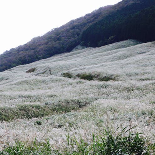 仙石原ススキ草原