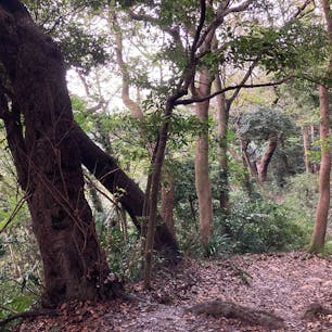 葛原岡・大仏ハイキングコース