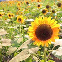 #神奈川 #横須賀 #ソレイユの丘 #2020smr