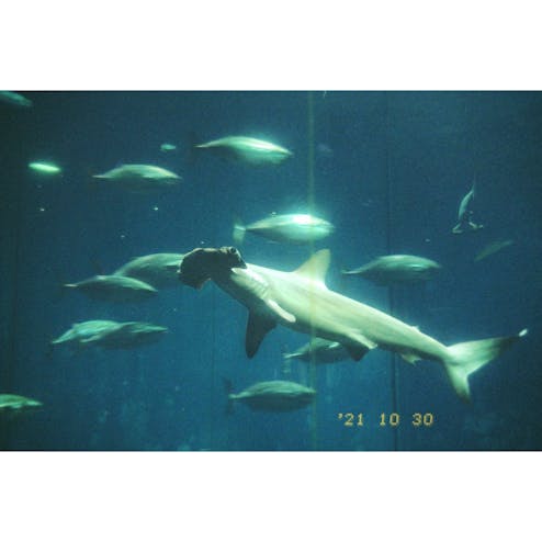 葛西臨海水族園