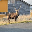 レンタサイクルでノシャップ岬の方に行くとめっちゃエゾシカがいました！
駅前にも！
地元の人からしたら当たり前なんだそう
車もエゾシカの横を通る時は徐行してました笑