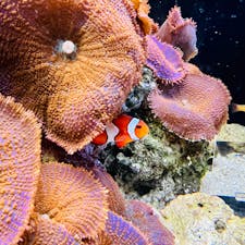 11/3 京都水族館