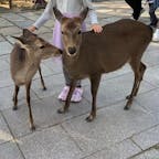 奈良公園の鹿さんたち。鹿せんべいを求めて、おじぎをしてくれる姿が可愛い過ぎます。