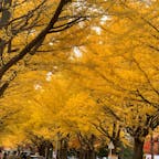 北海道大学のイチョウ並木です。
とっても綺麗でした。