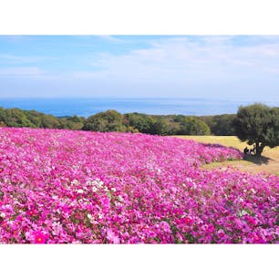 ☝︎あわじ花さじき