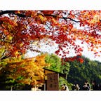 神護寺と高山寺に行ってきました。
神護寺は紅葉も綺麗でした。
#京都