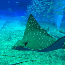 美ら海水族館🐠