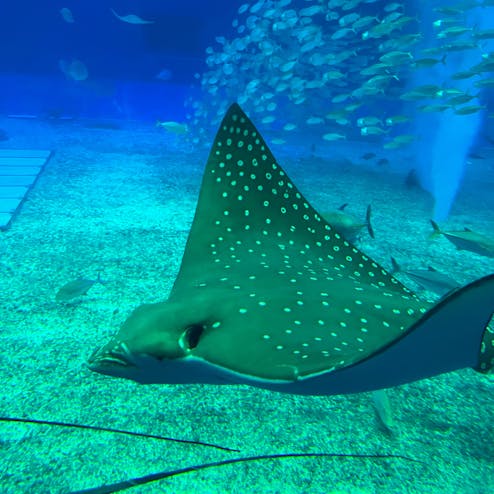 沖縄美ら海水族館