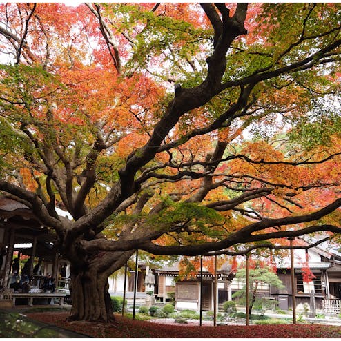 雷山千如寺 大悲王院