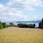 海の見えるコスモス畑(散りかけ(T_T))