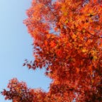 快晴の日の紅葉🍁