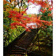 京都　永観堂
紅葉めっちゃ綺麗でした！
