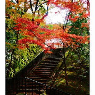 京都　永観堂
紅葉めっちゃ綺麗でした！