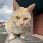 甑島コシキテラスの住猫