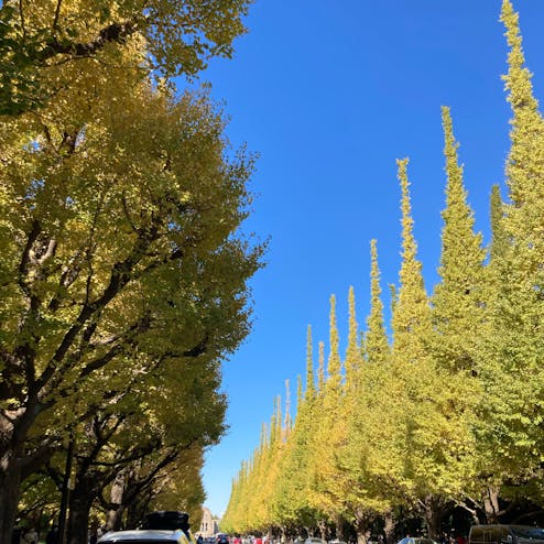 明治神宮外苑いちょう並木