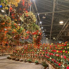 三重：なばなの里💐