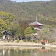 大覚寺　大沢池

大沢池から心経宝塔と護摩堂が見えます。

#サント船長の写真　#京都三大池　#時代劇の聖地