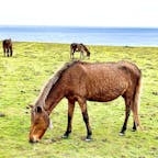 与那国島　馬鼻崎
小さくてカワイイ与那国馬さんです。けっこう近くに寄っても動じずに草を食べていました。