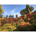 2016.11.13
ボランティアで秩父旅行に行った時の紅葉🍁
加工なしでこの綺麗さは最強。
ここのぶどう狩りが楽しい&美味しい◎

#秩父 #横瀬