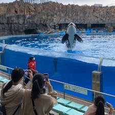 名古屋港水族館でシャチの公開トレーニング。
たぶん高さはこれが精一杯のジャンプの瞬間。