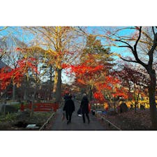 九品仏浄真寺の境内。紅葉が綺麗でした。

#東京