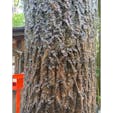 野宮神社　嵯峨野

日本一　黒木（くろき）鳥居
黒木鳥居とは樹皮のついたままの鳥居のことで鳥居の形式としては極めて原始的日本最古のものであります。

#サント船長の写真　#鳥居