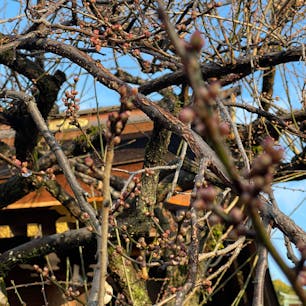 三光門　北野天満宮

#サント船長の写真　#門巡り　#三光門