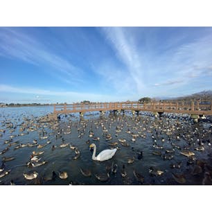 瓢湖
#202111 #s新潟