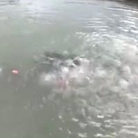 河童の河太郎と河次郎
河太郎が今池の中から出ようとして居ます。

9時～18時の毎時00分と30分に水中から出て来ます。

辻川山公園  兵庫県神崎郡福崎町

#サント船長の写真