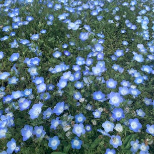 2021.5
ひたち海浜公園