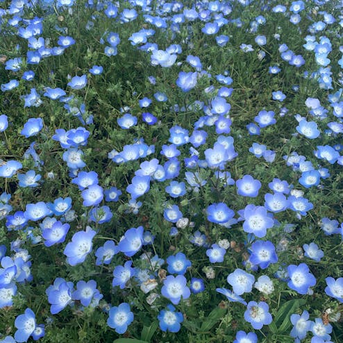 国営ひたち海浜公園