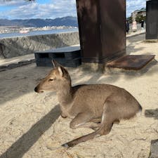 宮島の鹿さん🦌が日向ぼっこしてました
後ろ足がちょこんと出てるのが可愛い♡

#宮島 #鹿さん #hiroshima