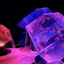 前に行ったアートアクアリウム🐠
　
　
#大阪 #アートアクアリウム #osaka