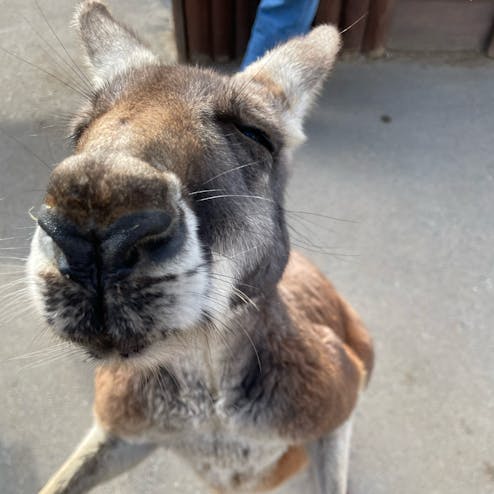 神戸どうぶつ王国