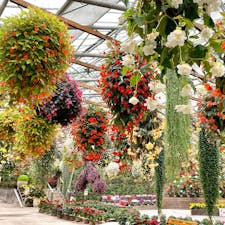 もこもこのお花がたくさんぶら下がってる松江フォーゲルパーク🌸