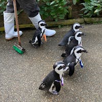 松江フォーゲルパークでケープペンギンのお散歩。

ペンギンの散歩というと雪の中を歩くイメージだったけど、ケープペンギンはアフリカのペンギンなので、お散歩も温室で🐧