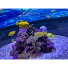 うみたまごの写真を数枚投稿します🐟

こちらは色鮮やかな魚さん°･🐠
お外には【あそびーち】という場所があり、イルカやペンギンを間近で観察することができます🐧

#大分#水族館