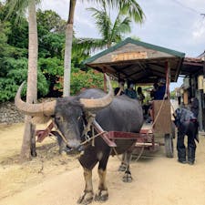 いました！水牛