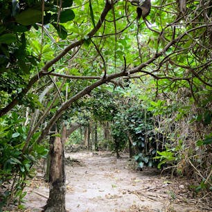 ミシャシから竹富島集落に向かって歩きます