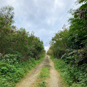 ミシャミチを竹富島集落に向かってひたすら歩きます