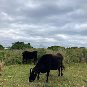 ミシャミチを竹富島集落方面へ歩いている途中。
石垣牛かしら？