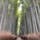 〰️Kyoto🇯🇵〰️
#嵐山#竹林の小径
