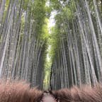 〰️Kyoto🇯🇵〰️
#嵐山#竹林の小径