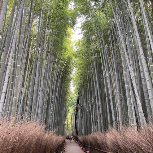 嵐山 竹林の小径