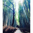 #京都
#嵐山
#竹林の小径
#わたしの街