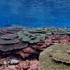 ▶︎鹿児島 沖永良部島
屋子母ビーチのサンゴ礁