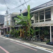 カフェービブリオティクハロー
二条通り柳馬場東

町家を改装した感じですが、此処は温室も無く店の外にバナナを植えている。冬枯れする事なく、もう何年も前からずっとバナナは生きている。

#サント老船長の写真