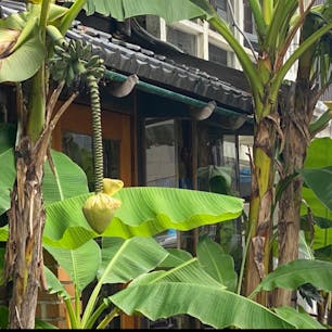 カフェービブリオティクハロー
二条通り柳馬場東

#サント老船長の写真